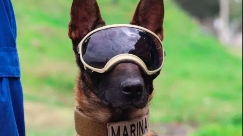 VIDEO: Marcelo Ebrard celebra el cumpleaños de 'Ecko', perro rescatista enviado a Turquía