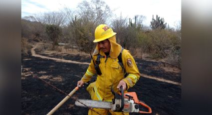 Sonora: Incendio Forestal en Quiriego arrasa con 800 hectáreas y fauna nativa