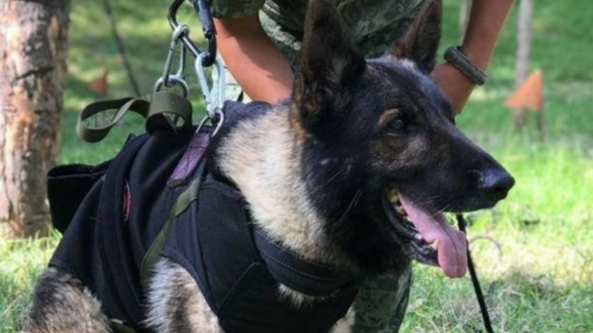 De no creer: Mientras Sedena da detalles de la muerte de 'Proteo', tiktoker lanza critica por llevar perros