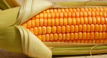 El maíz, la nueva disputa entre el Gobierno de México y el de Estados Unidos