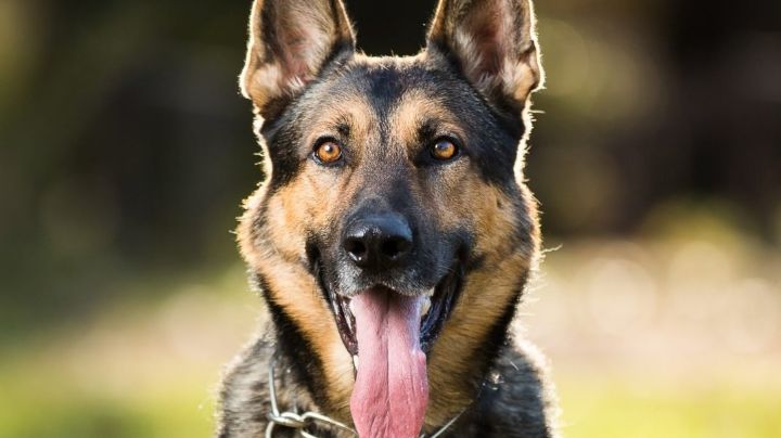 Sedena confirma que restos de 'Proteo' sí regresan a México; en Turquía buscan hacerle una estatua