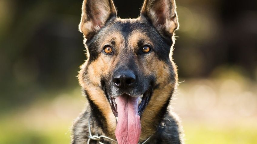 Sedena confirma que restos de 'Proteo' sí regresan a México; en Turquía buscan hacerle una estatua