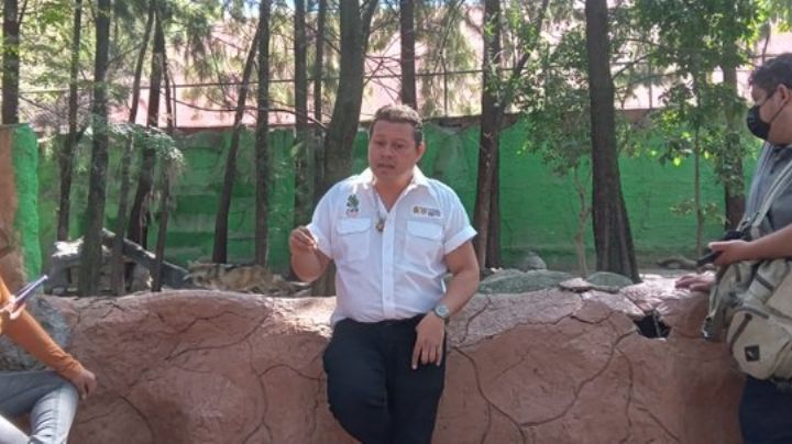 Se justifica: Exdirector del Zoológico de Chilpancingo asegura que no dio de comer cabras a empleados