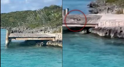 VIDEO: Temerario perro paraliza a turistas de las Bahamas tras enfrentarse contra un tiburón