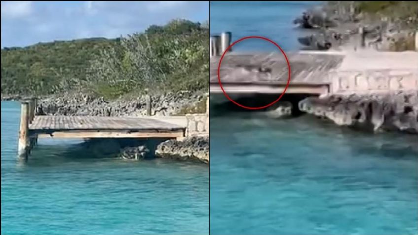 VIDEO: Temerario perro paraliza a turistas de las Bahamas tras enfrentarse contra un tiburón