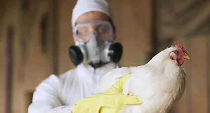 Luto en Camboya: Menor de 11 años muere tras infectarse de un raro caso de gripe aviar
