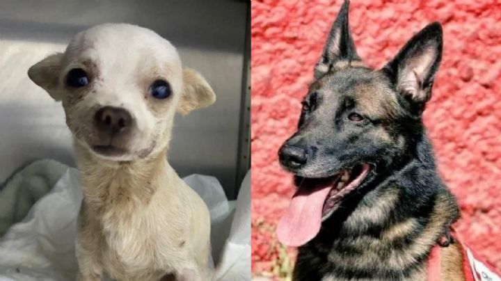 Héroes de 4 patas: México lamenta a 'Pinky' y 'Proteo'; en Turquía homenajean al rescatista