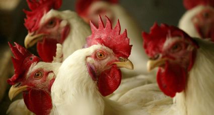 Descubre qué es la gripe aviar y si puede causar una pandemia como la del Covid-19
