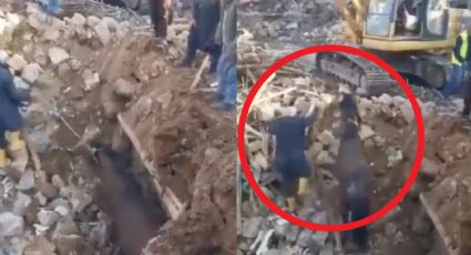 Toda vida cuenta: Tras 21 días atrapado, en Turquía rescatan a un caballo de entre los escombros