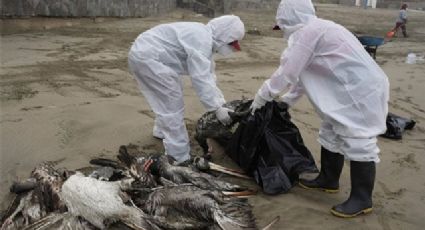 ¿Nueva pandemia a la vista? OMS se pronuncia por vacuna contra gripe aviar para humanos