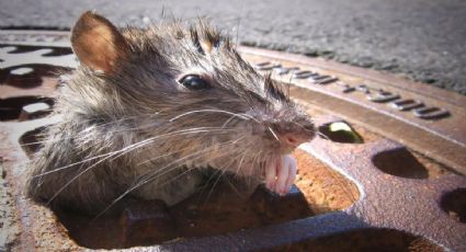 (VIDEO) Maravillas del primer mundo: Usuarios de Internet exhiben infestación de ratas en NY