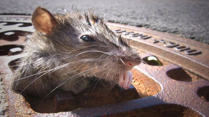 (VIDEO) Maravillas del primer mundo: Usuarios de Internet exhiben infestación de ratas en NY