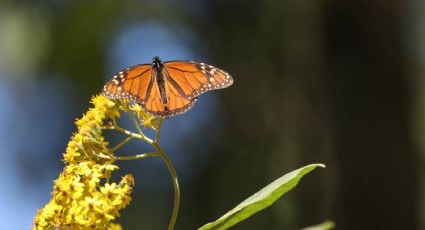 Visita el Santuario de la Mariposa Monarca en Edomex y protege a esta especie