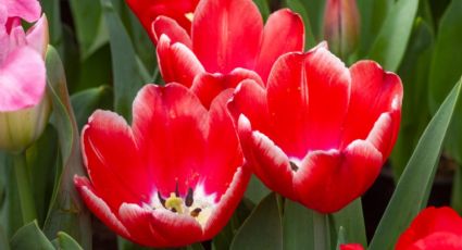 Este 14 de febrero compra tulipanes y apoya a productores de la Ciudad de México