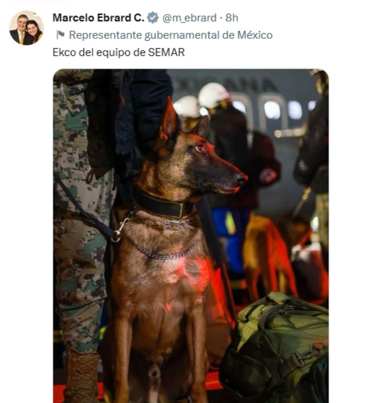 'Perritos' rescatistas viajan a Turquía. Foto: SRE