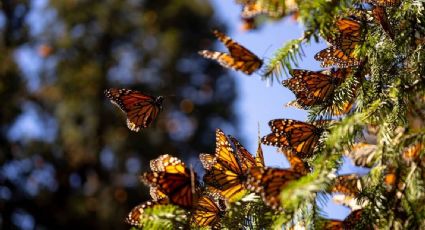 ¡Todavía hay tiempo! Visita los santuarios de la Mariposa Monarca en Edomex