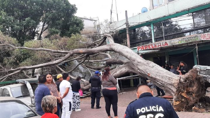 Fuertes vientos azotan a la CDMX dejan sin luz a la  población; autoridades activan alerta amarilla