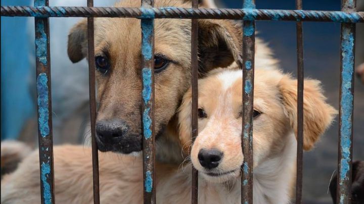 Insólito: Tras denuncia ciudadana, aseguran veterinaria en San Luis Potosí; era carnicería clandestina
