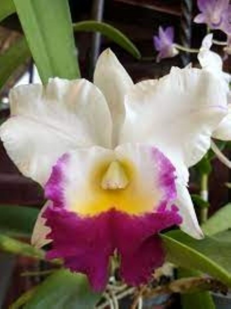 Cattleya, flor emblemática de Colombia. Foto: Instagram