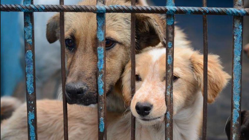 Insólito: Tras denuncia ciudadana, aseguran veterinaria en San Luis Potosí; era carnicería clandestina