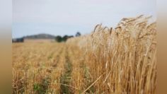 Productores le envían una carta a AMLO; solicitan un 'Programa Emergente' para el rescate del campo