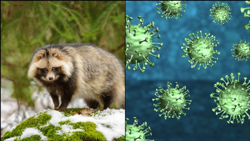 De no creerse: Expertos revelan que este curioso animal sería el causante del Covid-19