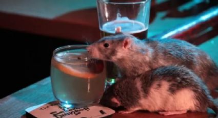 FUERTE FOTO: Pareja de Nueva York encuentra una rata muerta en su comida; terminan en el hospital