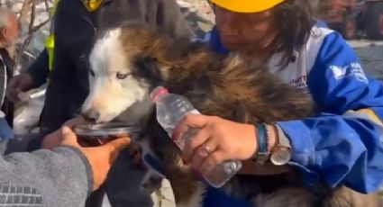 (VIDEO): Tras 22 días bajo los escombros, rescatistas en Turquía salvan a un perro