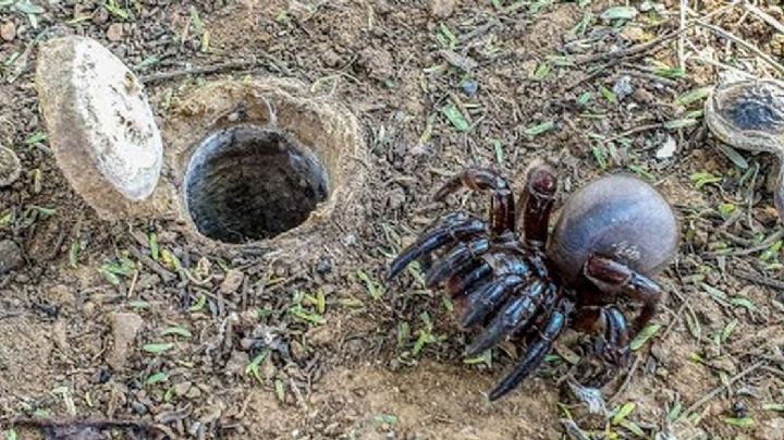 Descubren una nueva especie de araña que es capaz de morder a los humanos y generar gran dolor