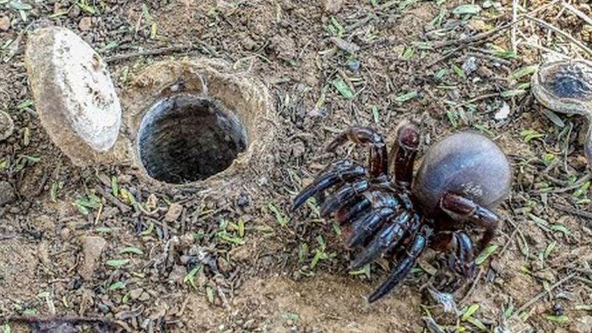 Descubren una nueva especie de araña que es capaz de morder a los humanos y generar gran dolor