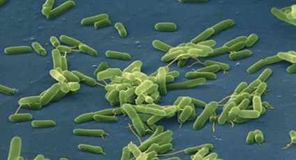Científicos de EU predicen que la cantidad de bacterias carnívoras se duplicaría para el año 2040