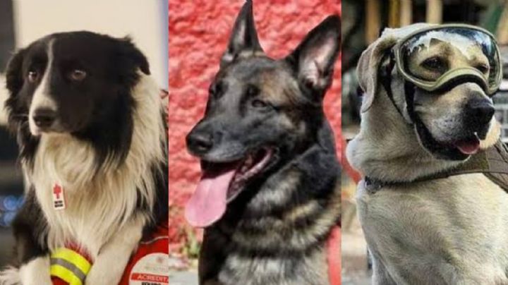 ¡Honor a quien honor merece! Autoridades dan a los 'perritos' rescatistas su día festivo; esta es la fecha