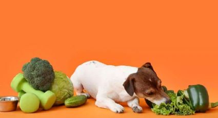 De no creerse: Experta asegura que las mejores golosinas para tu perro son las ¿verduras?