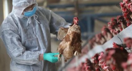 Alerta en China: Detectan tercer caso de gripe aviar H3N8; se desconoce el estado del paciente