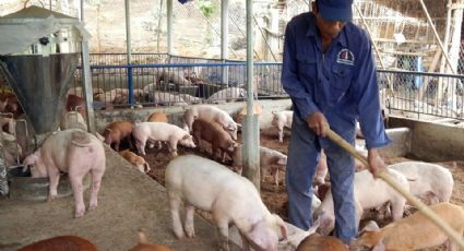 Sonora: Porcicultores exigen soluciones al gobierno por caída de los precios