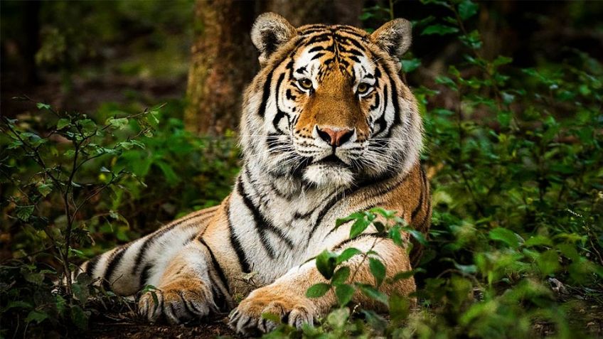 Desconocidos roban tigre de bengala de una casa en Hermosillo; su dueña pide ayuda para localizarlo