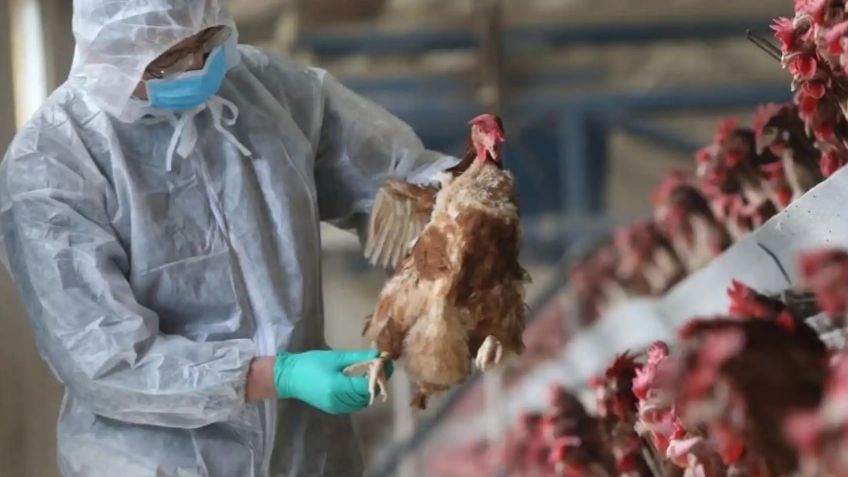 Alerta en China: Detectan tercer caso de gripe aviar H3N8; se desconoce el estado del paciente