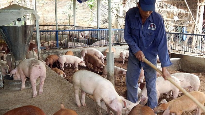 Sonora: Porcicultores exigen soluciones al gobierno por caída de los precios