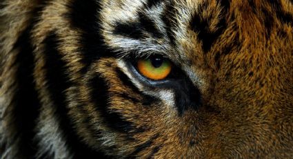 FOTO: ¿Dónde está 'Baluma'? Tigre de Bengala es robado en Sonora y FGJE inicia investigación
