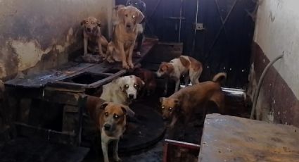 En Edomex han detenido a 46 personas por maltrato animal: realizaban brujería y comían perros