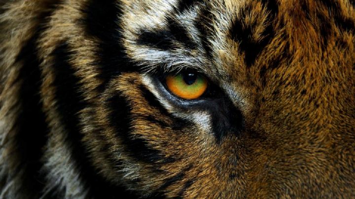 FOTO: ¿Dónde está 'Baluma'? Tigre de Bengala es robado en Sonora y FGJE inicia investigación