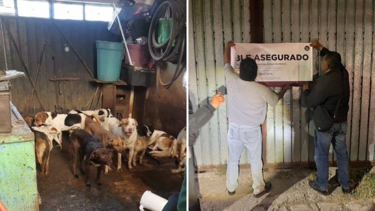 Maltrato animal en Edomex