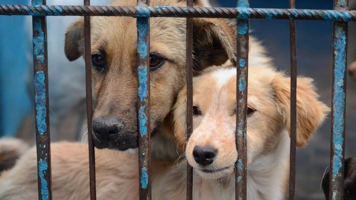 Justicia para 'lomitos' y 'michis': Congreso de la CDMX aprueba hasta 10 años de cárcel por este delito