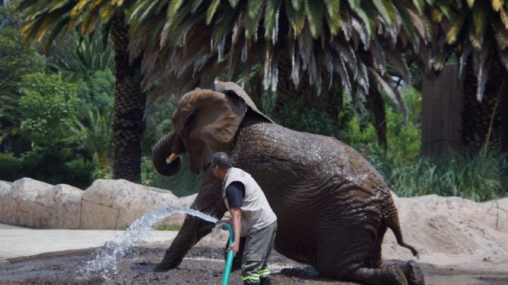 La elefanta Ely se quedará en el Zoológico de Aragón tras resolución de amparo