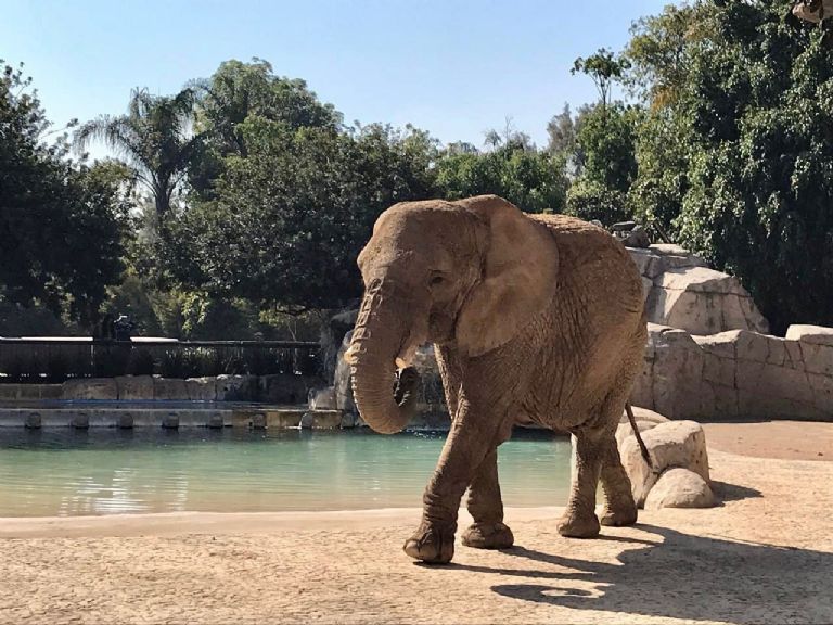 Elefanta Ely en San Juan de Aragón