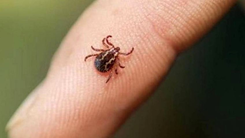 Rickettsia amenaza de nuevo a Navojoa; se espera aumento de casos en temporada calurosa