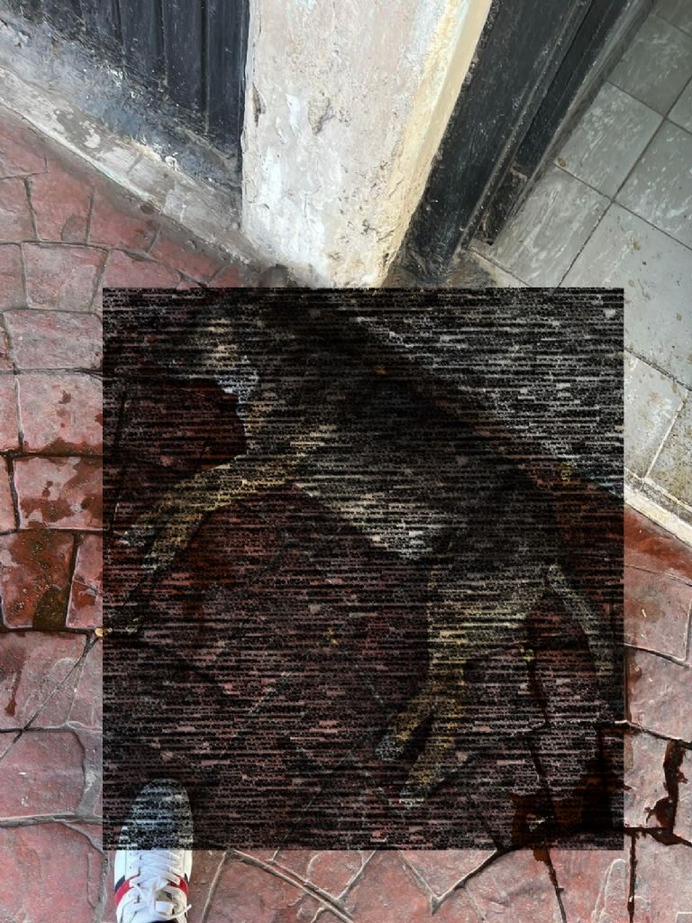 Envenenan perrita en Navojoa. Foto: Cortesía