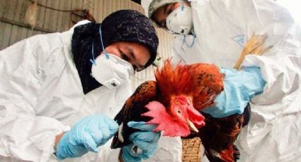¿Se avecina una nueva pandemia? OMS confirma la primera muerte en humanos por gripe aviar en China