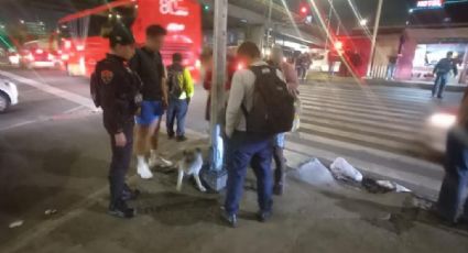 ¡Increíble! Policías de la CDMX rescatan a una perrita atropellada en el paradero Aeropuerto