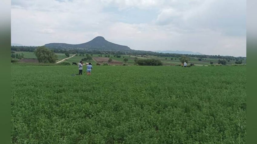 Masacre en Hidalgo: Cinco personas son asesinadas a balazos en un campo de cultivo